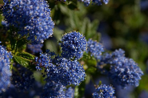 ceanothus photo