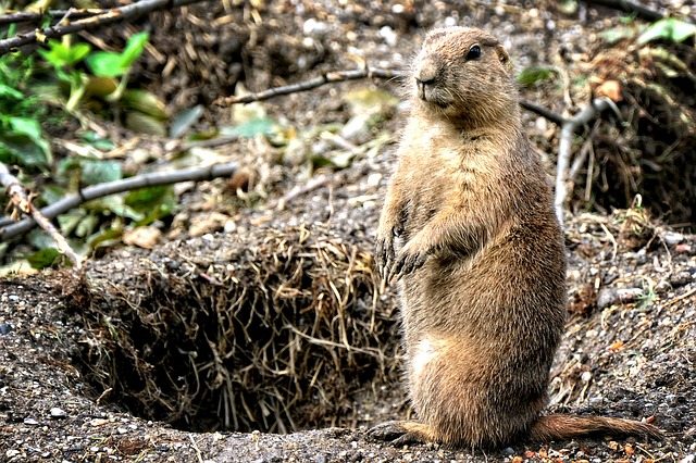 gophers photo