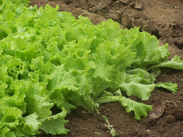vegetable Soil photo