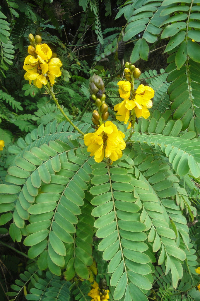 Cassia leptophylla photo