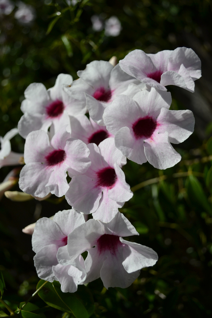 Pandorea Jasminoides photo