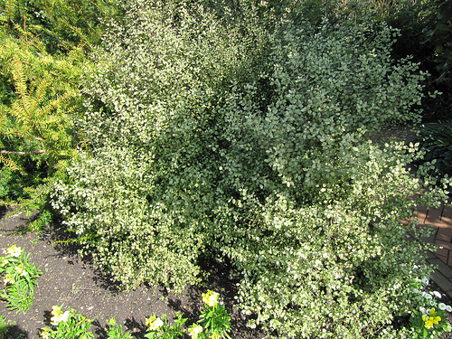 Silver Sheen pittosporum photo