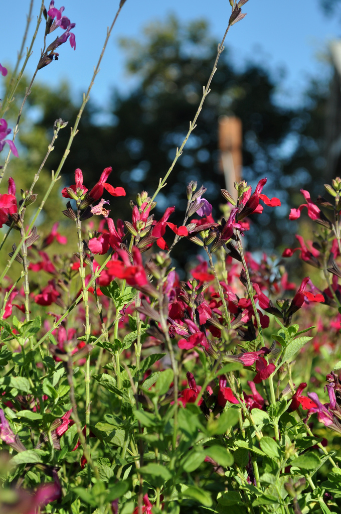 Salvia Greggi photo