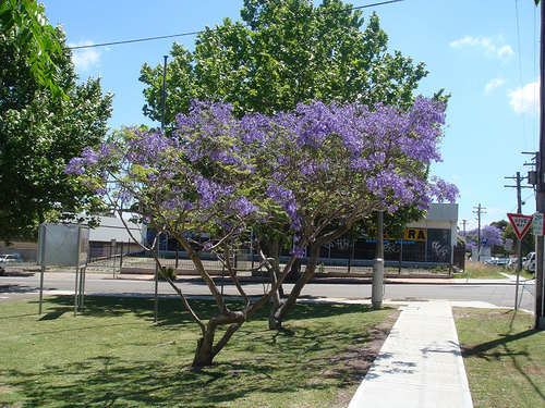 Jacaranda  photo