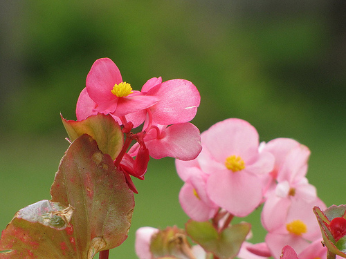 Begonia richmondensis photo