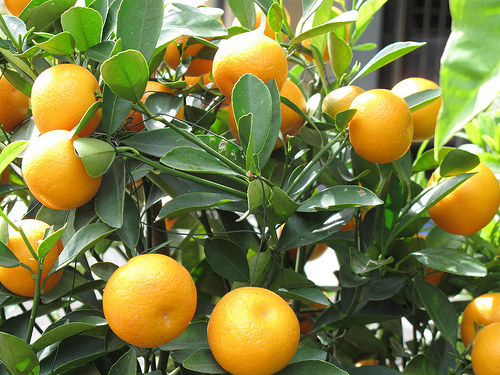 orange tree photo