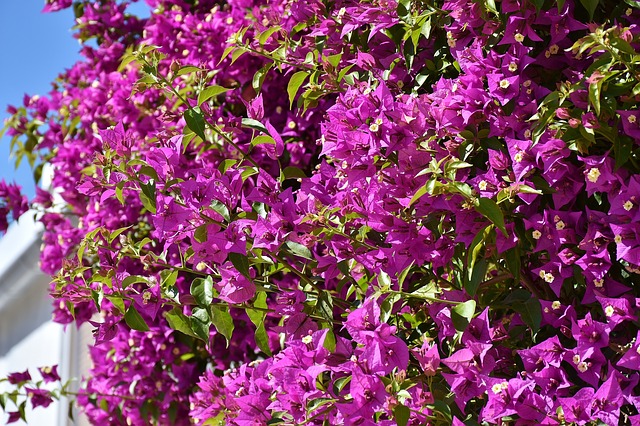 Bougainvillea photo