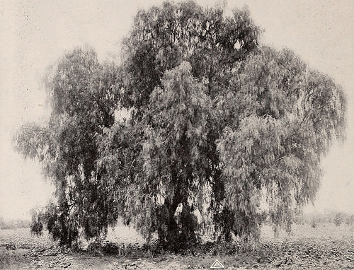 pepper tree photo