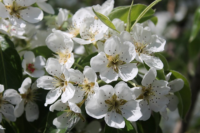 Pear Tree photo