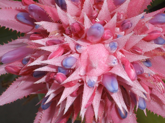 bromeliads photo