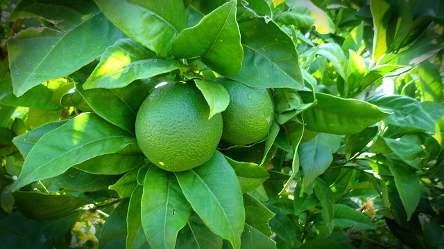 lemon tree photo