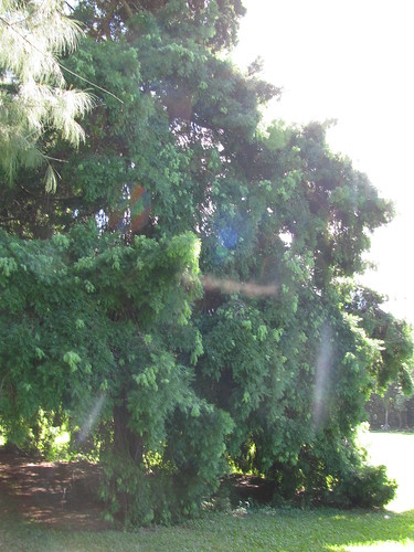 Podocarpus Gracilior photo