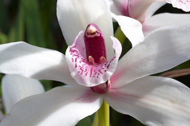 Cymbidiums photo